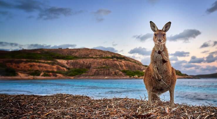 Kangaroo on the beach