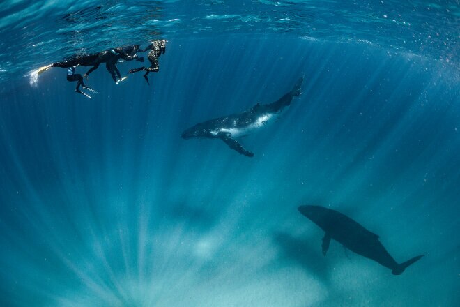 Ningaloo Humpback Whale Swim