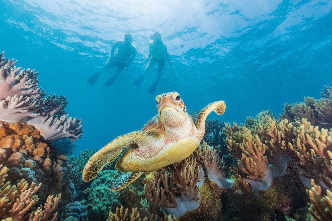 Turtle in the Great Barrier Reef