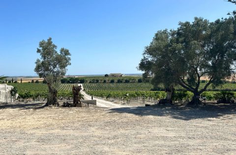 Sanlúcar de Barrameda vineyard