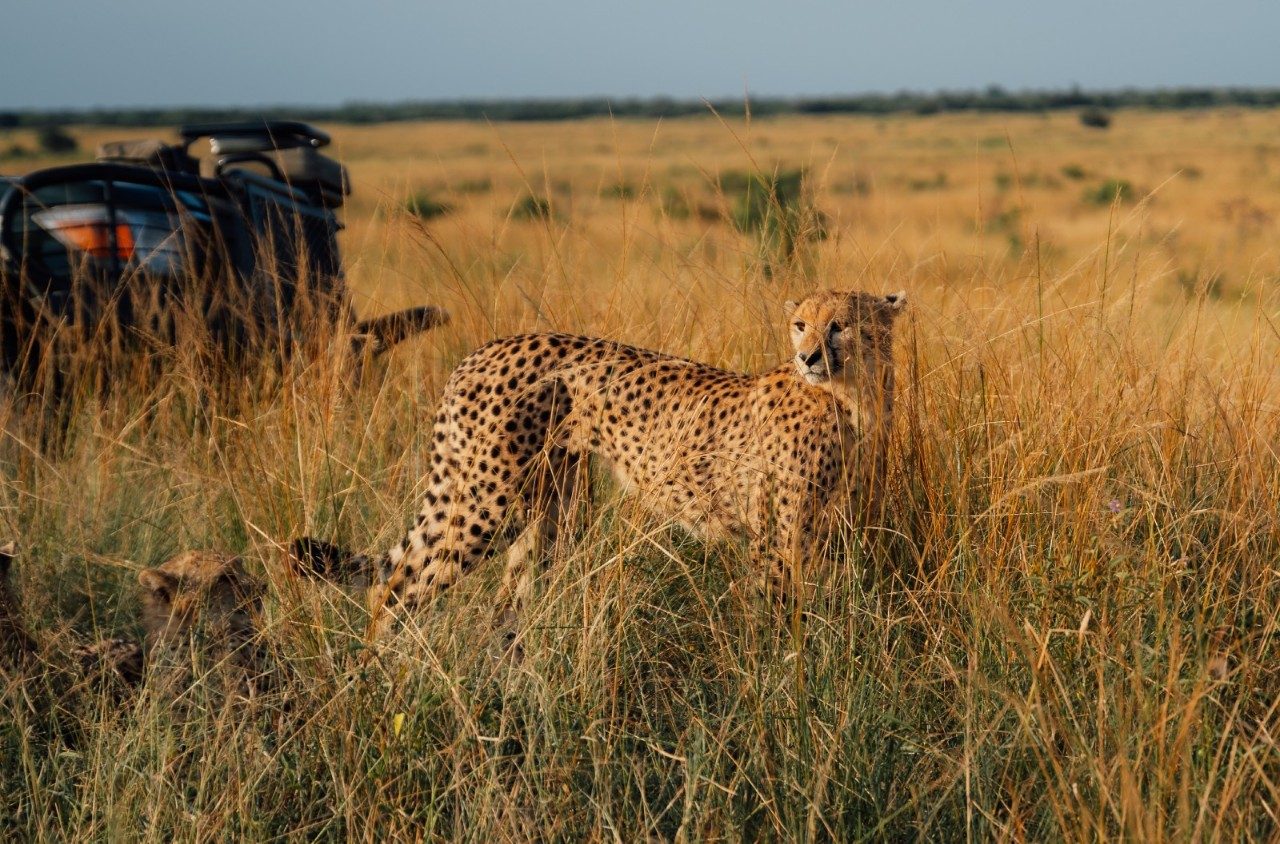 Leopard on safari in South Africa