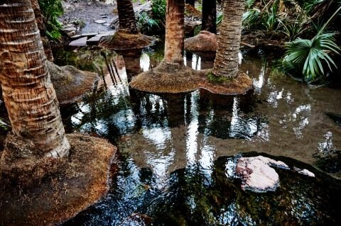 Zebedee Springs, Western Australia