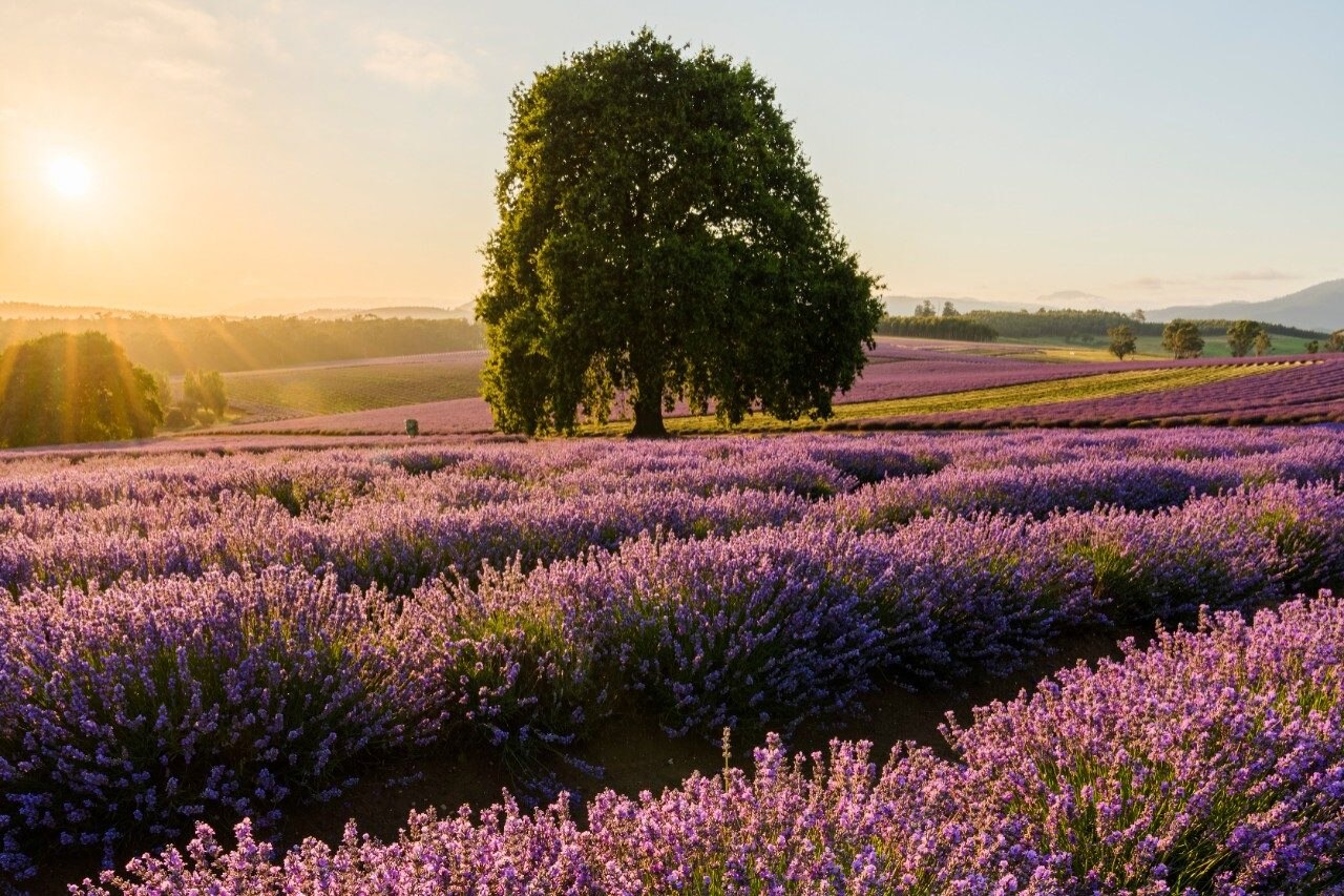 Bridestowe Lavender Estate, Tasmania
