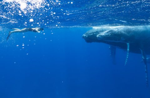 Whales and snorkeler