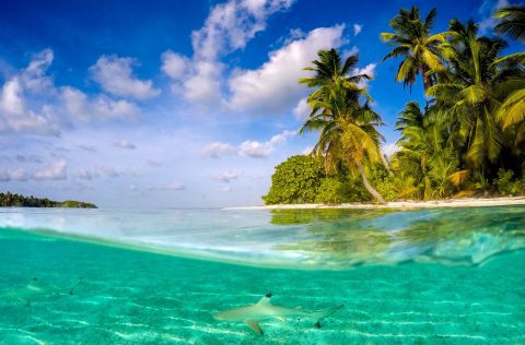 Reef shark swimming in the waters surrounding Christmas Island