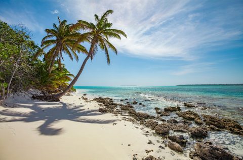 Palm trees in the Cocos (Keeling) Islands