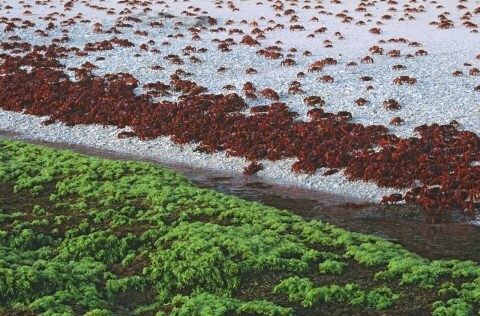 Red crab migration on Christmas Island
