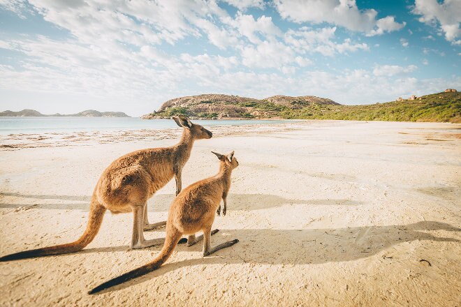 Kangaroos on beach