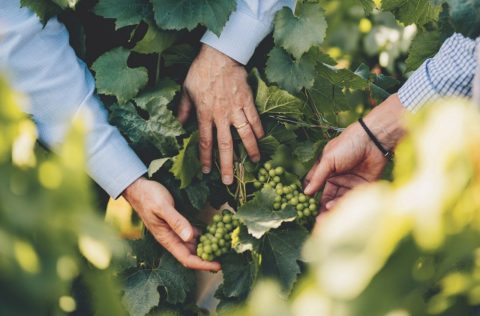Hand-picking grapes in a vineyard