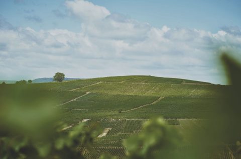 Vineyard in Champagne