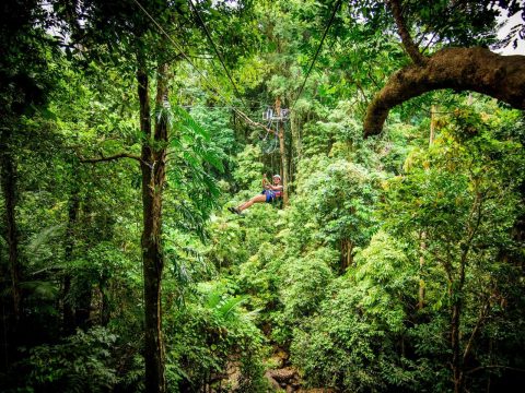 Jungle Surfing Canopy Tours, Queensland