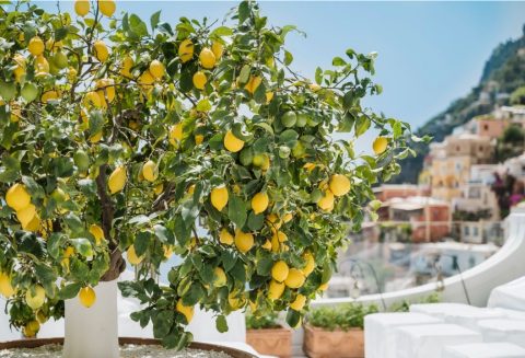 Lemon tree in Positano, Amalfi Coast in Italy