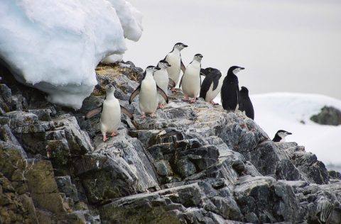 Antarctic Peninsula