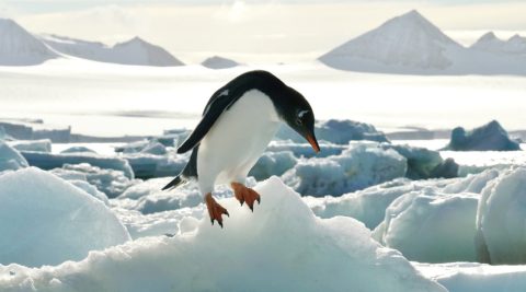penguin in antarctic landscape