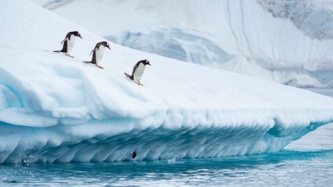 Cuverville Island, Hurtigruten, Antarctica