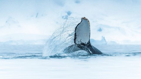 Whale in Antarctica