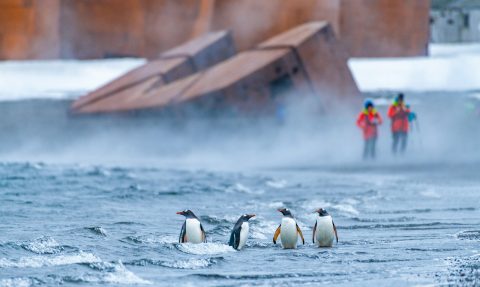 Deception Island penguins