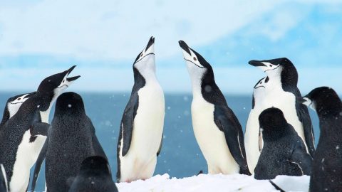 Penguins