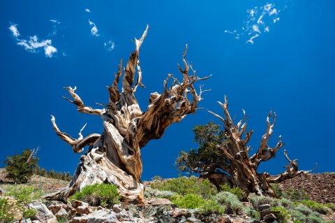 Ancient Bristlecone Pine Forest, USA