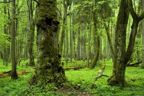 Bialowieza Forest, Poland/Belarus