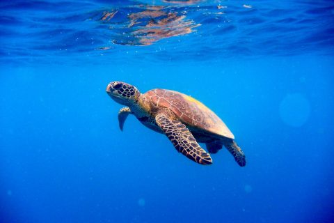 Track turtles on Whitsunday Island