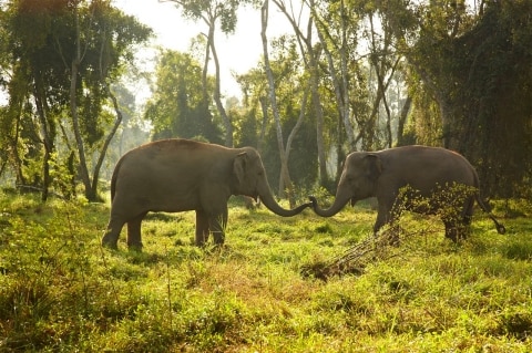 Anantara Elephant Camp