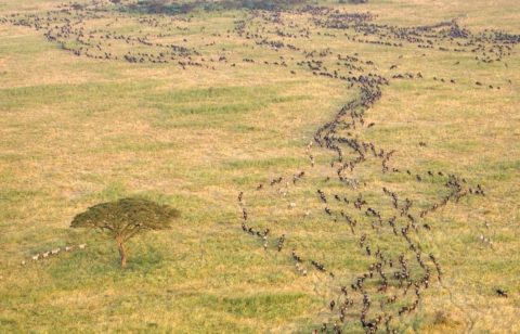 Tanzania
