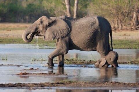 A mother and baby elephant on a Botswana safari