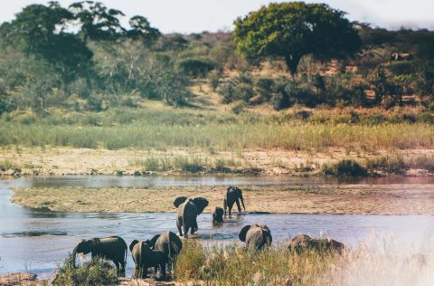 Elephants in Kruger National Park, South Africa