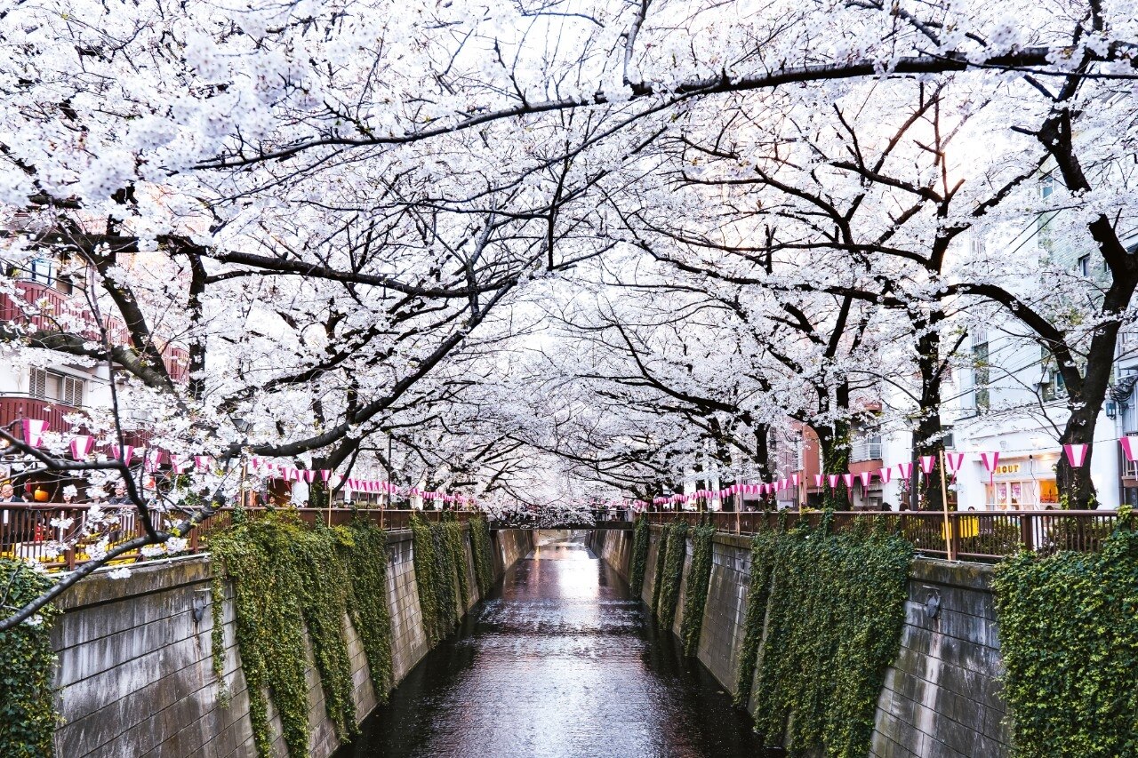 Cherry trees line the Meguro River in Tokyo