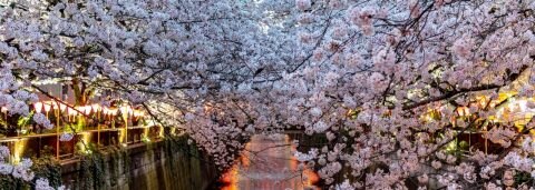 Book flights to Tokyo