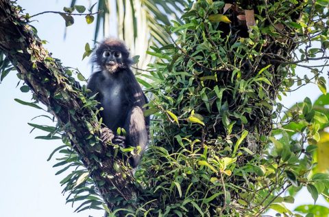 Lemur in Langkawi