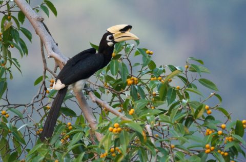 Oriental pied hornbill at The Datai Langkawi