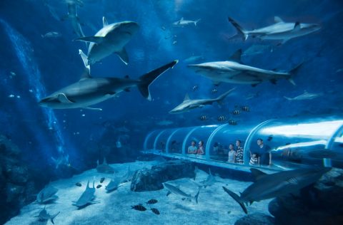 S.E.A. Aquarium’s Open Ocean Habitat, Sentosa Island, Singapore
