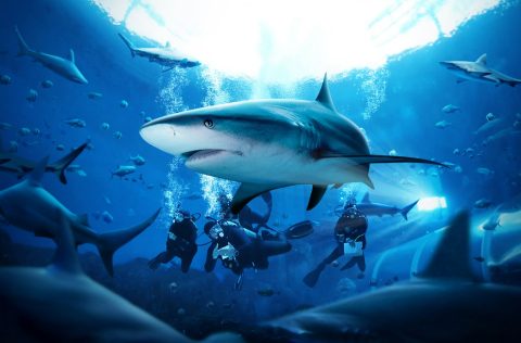 S.E.A Aquarium AWARE Shark Conservation Specialty Course