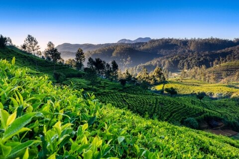 Tea plantation, Nuwara Eliya, Ceylon