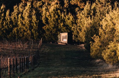 Cubby and Co at Mount Majura vineyard