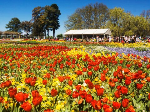Floriade, ACT