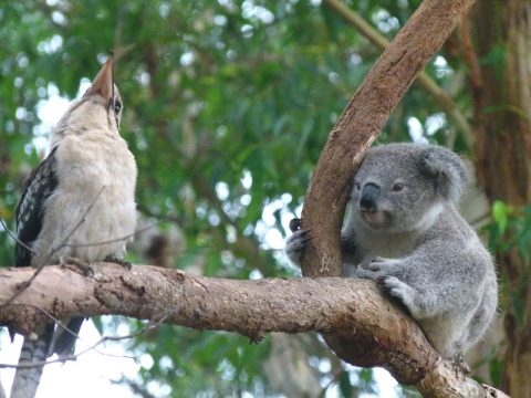 Port Macquarie Koala Hospital