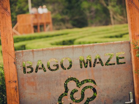 bago-maze.jpg