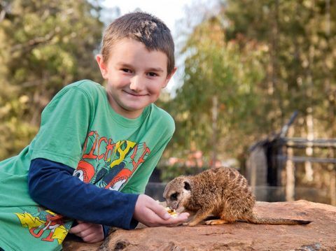 Billabong Koala and Wildlife Park
