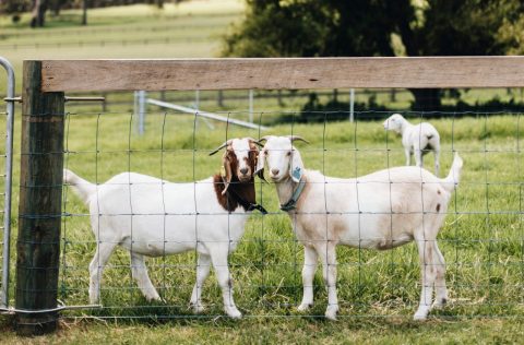 Moraea Farm animals in Berry