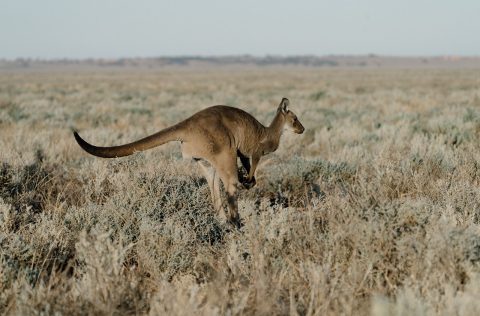 Mungo National Park