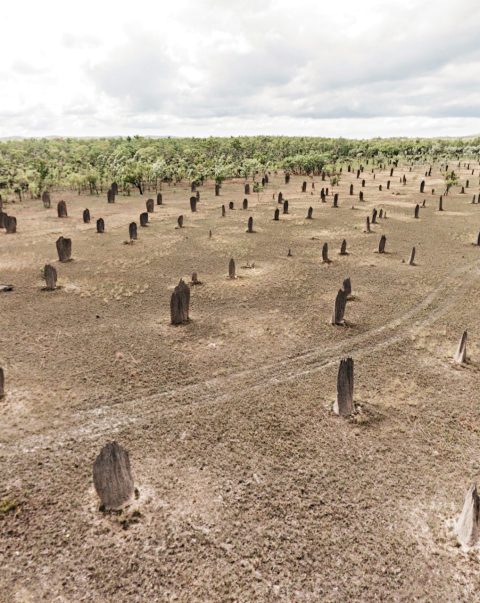 Termite mounds, Litchfield National Park