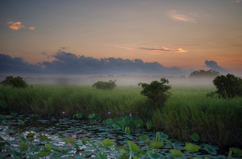 Mist rising from a waterlily-strewn Yellow Water Billabong in low light.