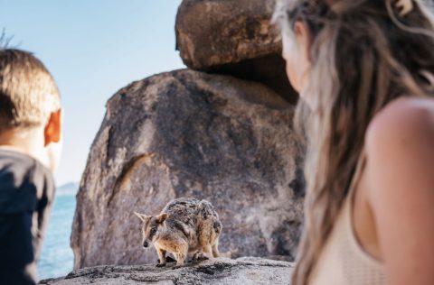Rock wallabies on Magnetic Island, Townsville