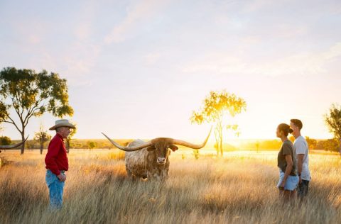 Texas Longhorn Tours, Townsville, Queensland, Australia