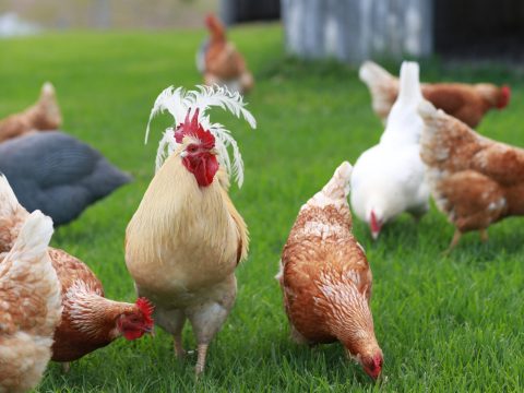 Food Tours in Scenic Rim Queensland