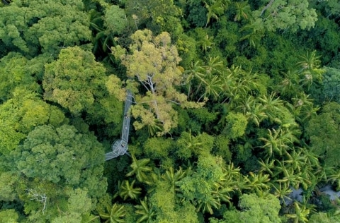 Tamborine Rainforest Skywalk