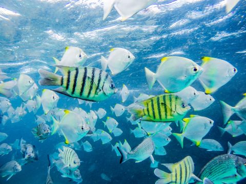 Tangalooma-underwater-fish